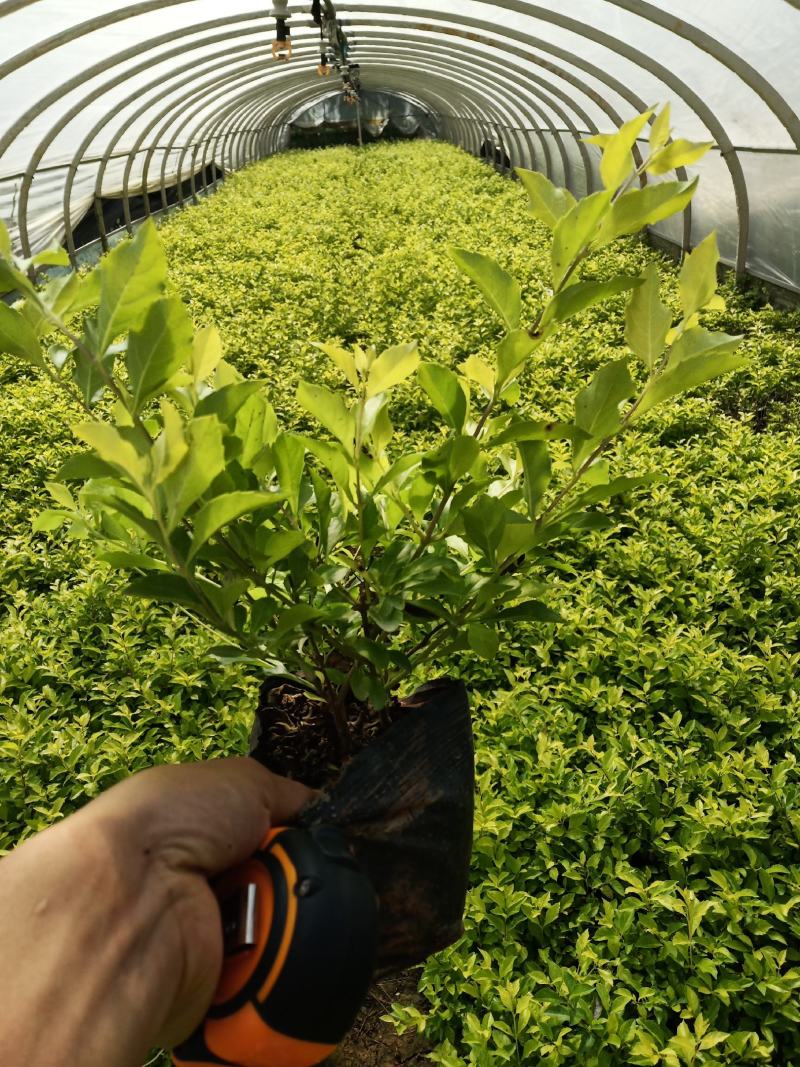 黄连翘，黄连翘杯苗，黄连翘苗圃直销，云南黄连翘