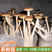 茶树菇茶新菇菌种出菇菌包家庭室内大蓬种植新鲜蘑菇食用菌菌
