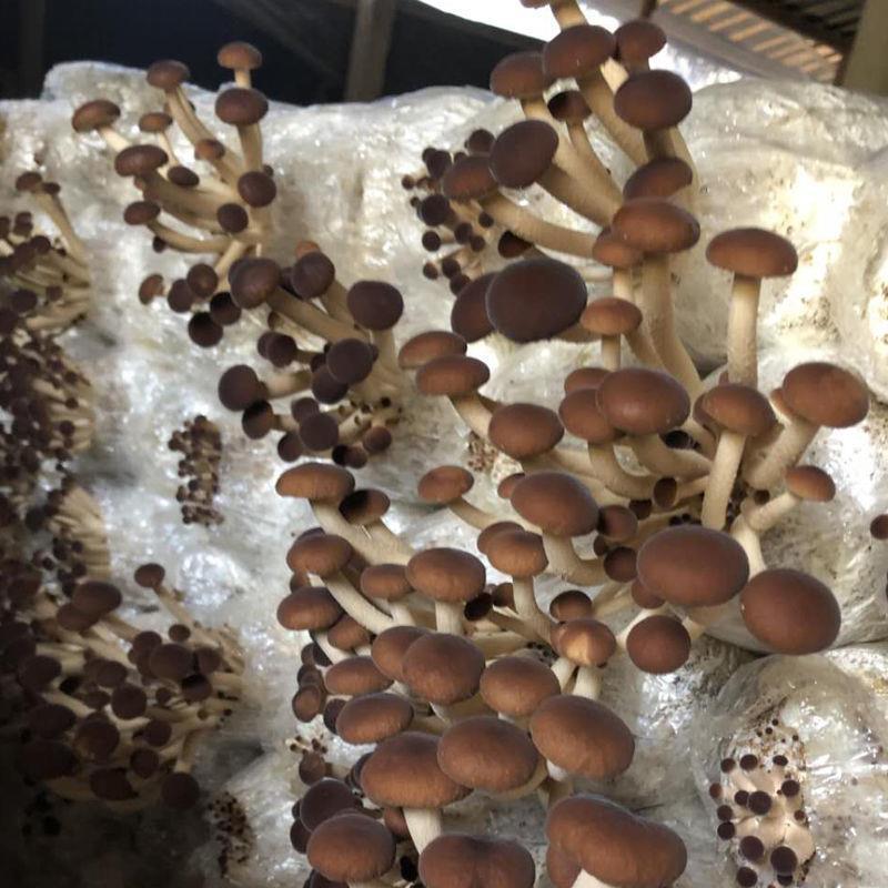 茶树菇茶新菇菌种出菇菌包家庭室内大蓬种植新鲜蘑菇食用菌菌