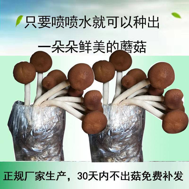茶树菇茶新菇菌种出菇菌包家庭室内大蓬种植新鲜蘑菇食用菌菌