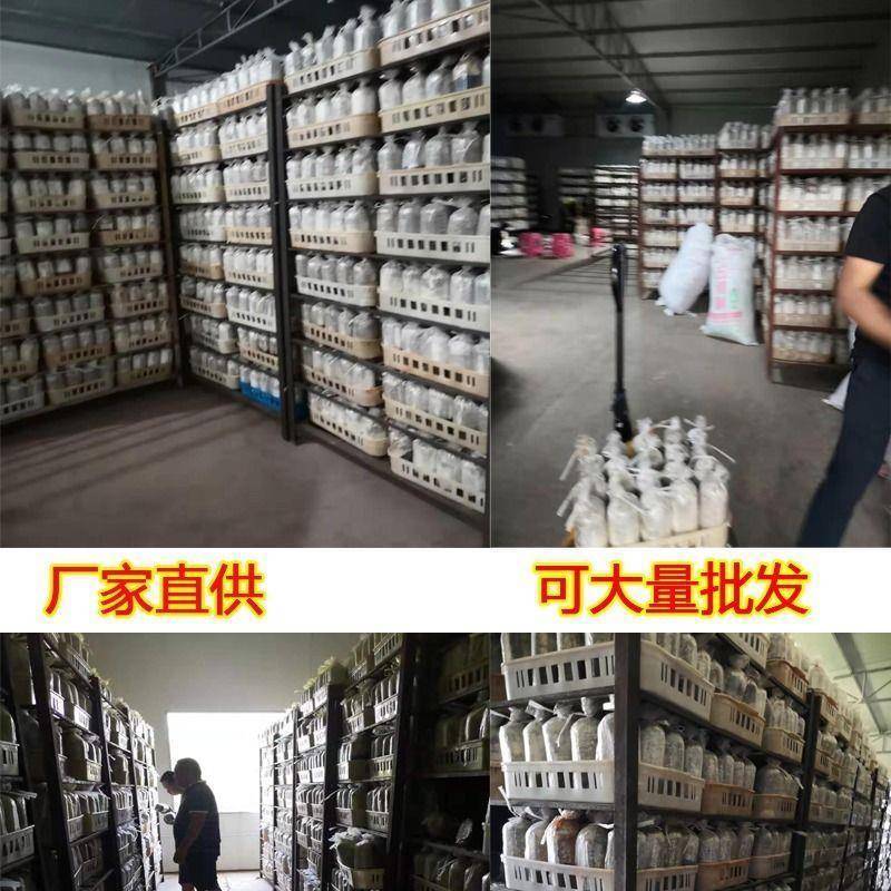 茶树菇茶新菇菌种出菇菌包家庭室内大蓬种植新鲜蘑菇食用菌菌