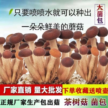 茶树菇茶新菇菌种出菇菌包家庭室内大蓬种植新鲜蘑菇食用菌菌