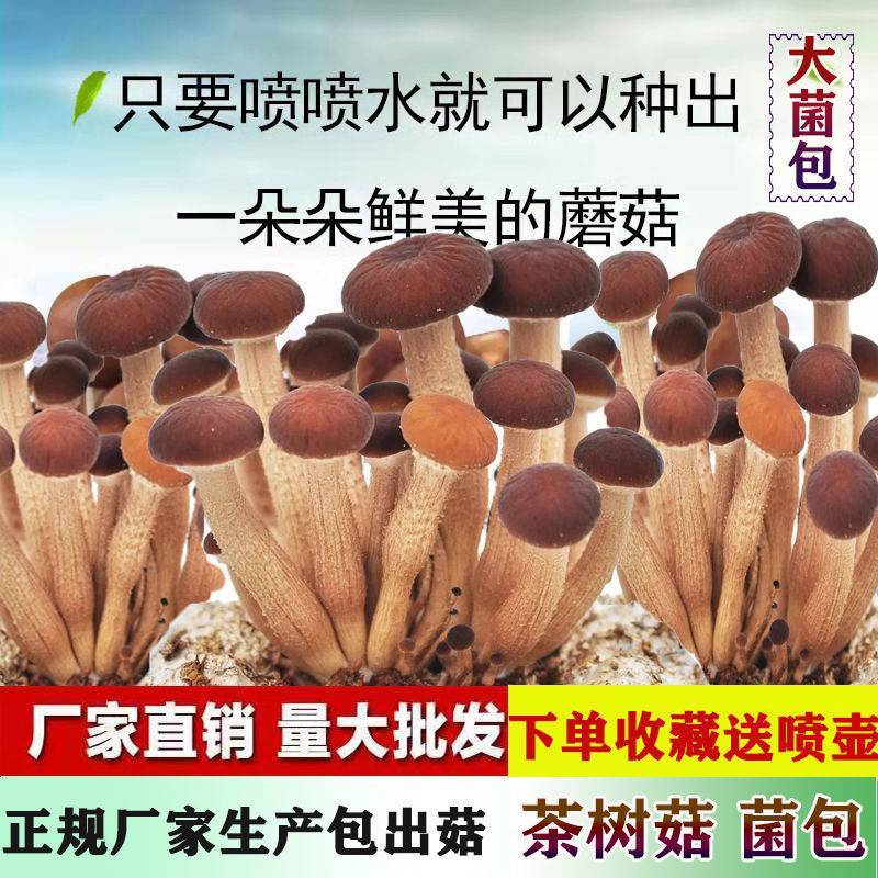 茶树菇茶新菇菌种出菇菌包家庭室内大蓬种植新鲜蘑菇食用菌菌