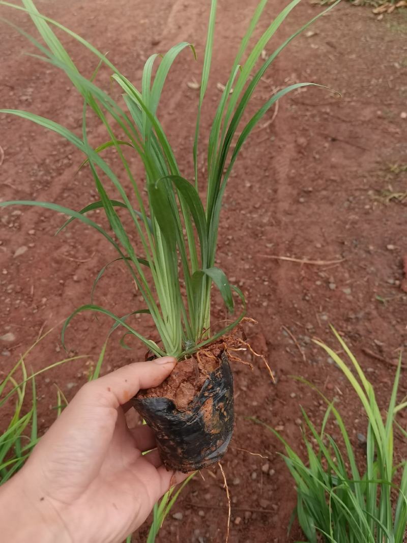 吉祥草，吉祥草杯苗，吉祥草苗圃直销，云南吉祥草小杯苗
