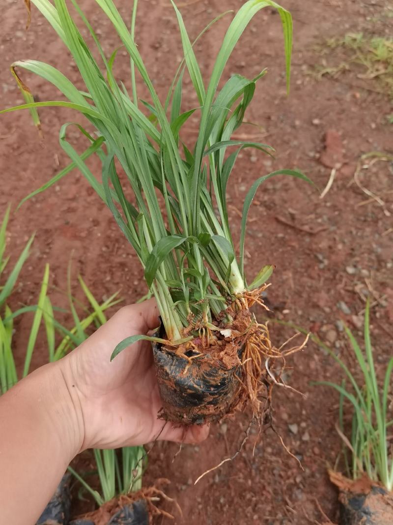 吉祥草，吉祥草杯苗，吉祥草苗圃直销，云南吉祥草小杯苗