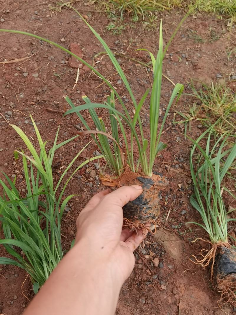 吉祥草，吉祥草杯苗，吉祥草苗圃直销，云南吉祥草小杯苗