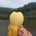 正宗宁海白枇杷白荔枝枇杷树白沙枇杷树果园收益快