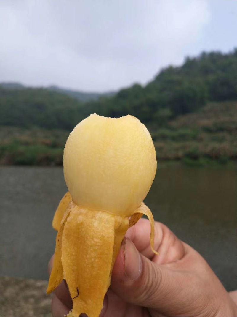 正宗宁海白枇杷白荔枝枇杷树白沙枇杷树果园收益快