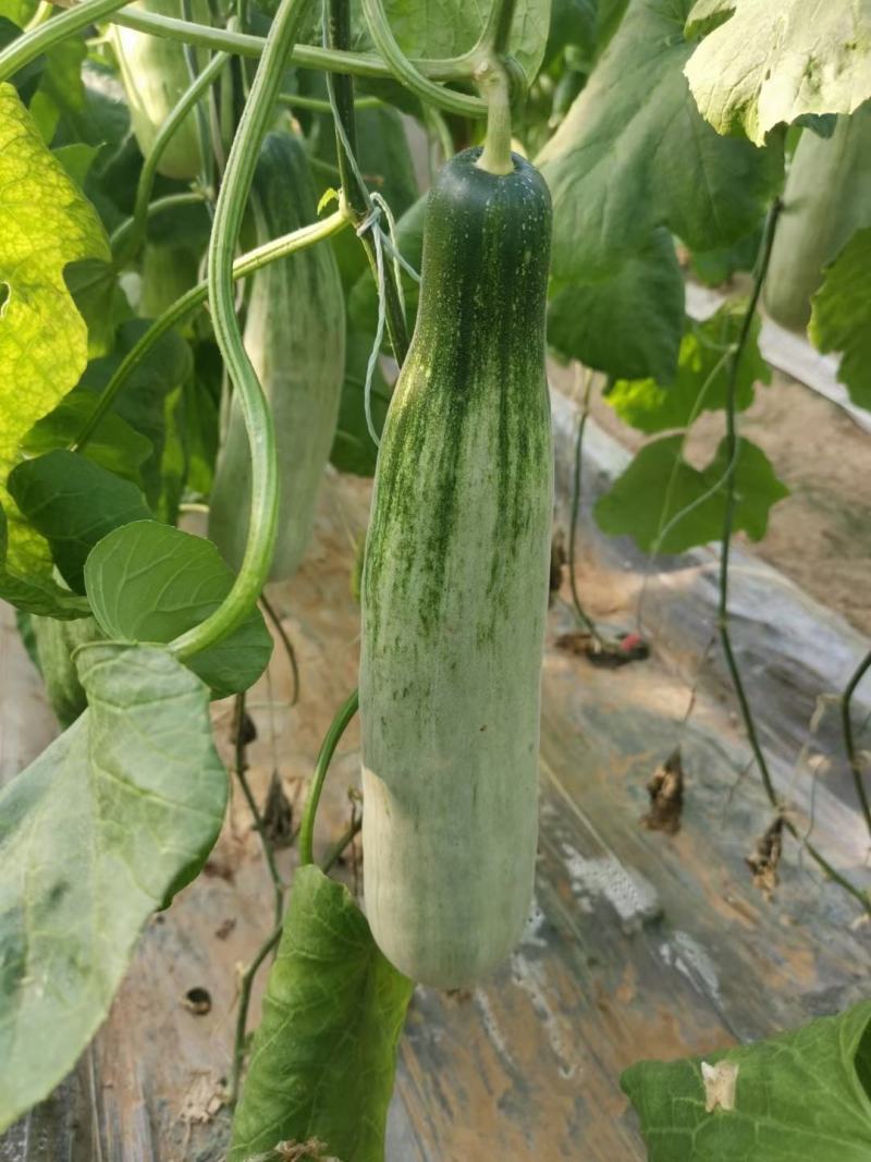 羊角蜜甜瓜，脆甜，种植面积大，可以一件代发