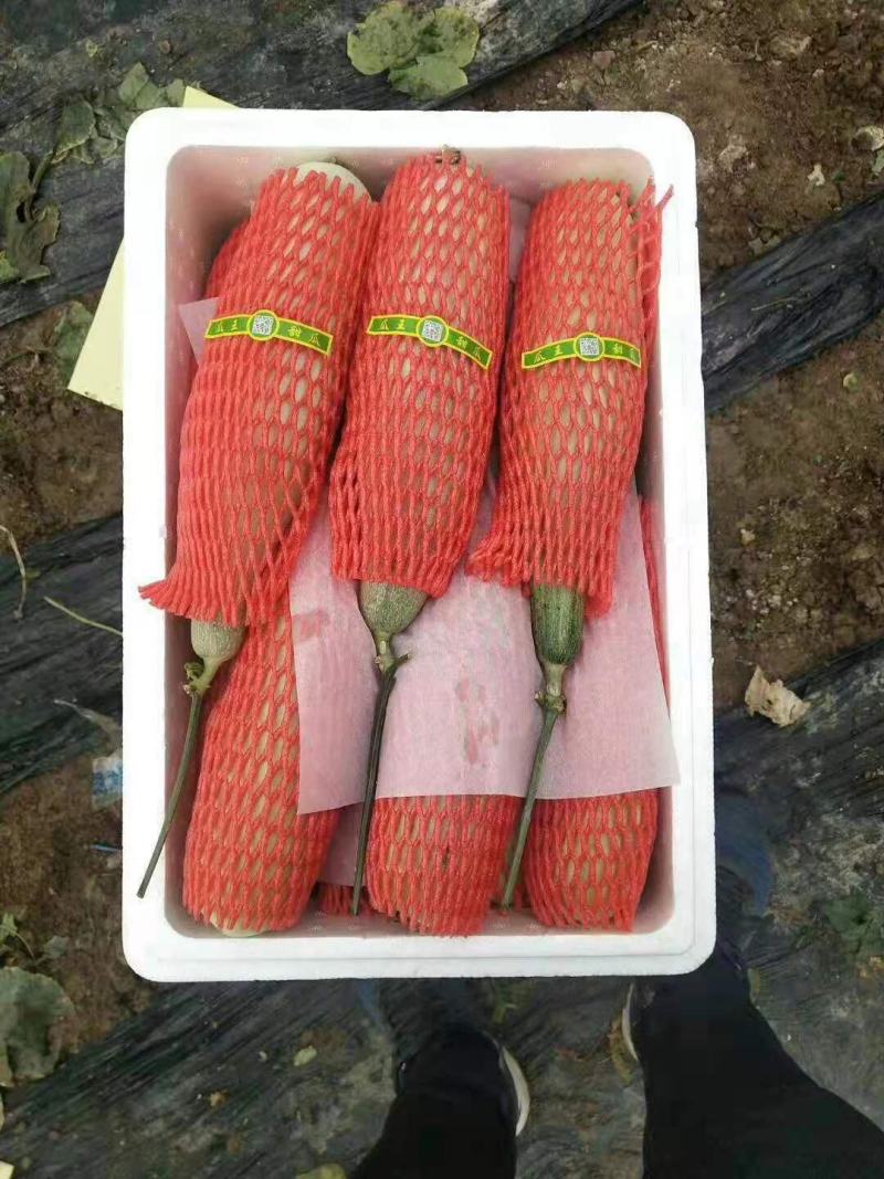 羊角蜜甜瓜，脆甜，种植面积大，可以一件代发