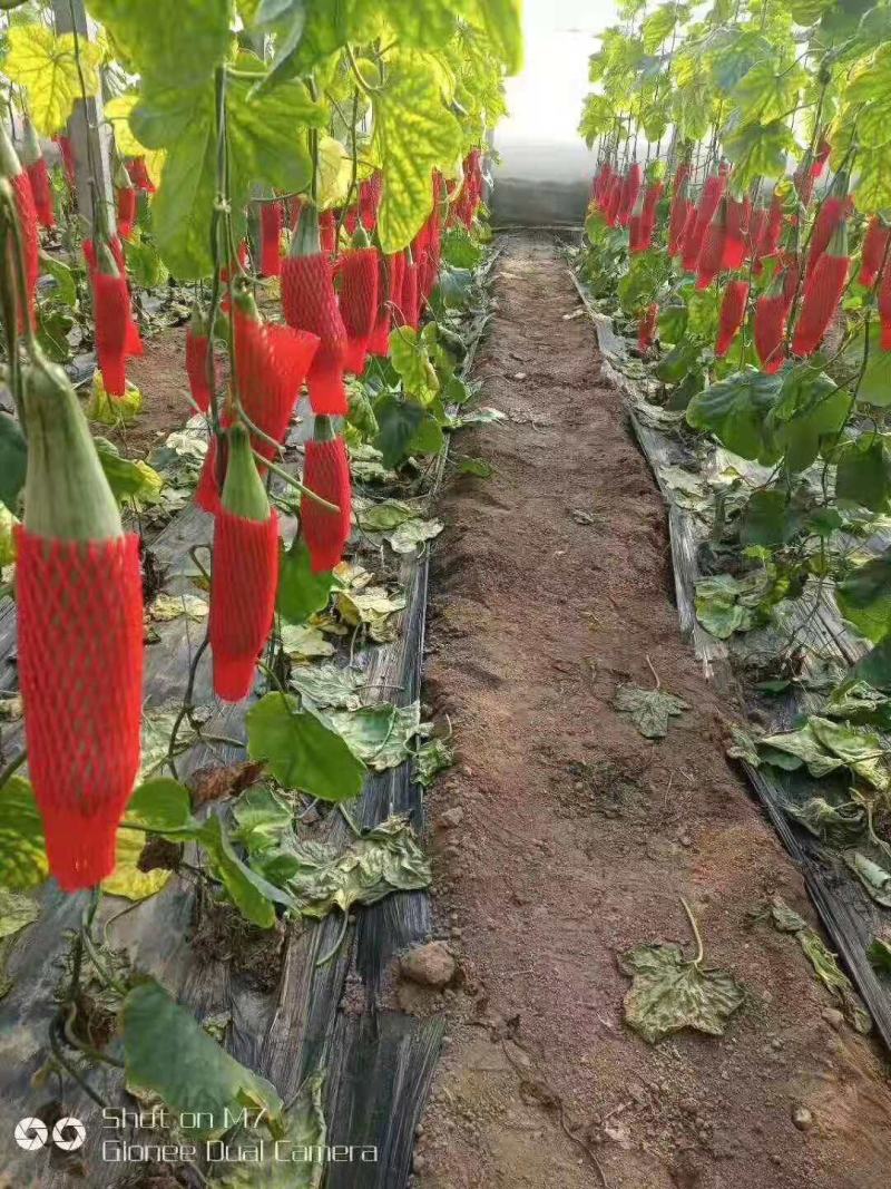 羊角蜜甜瓜，脆甜，种植面积大，可以一件代发