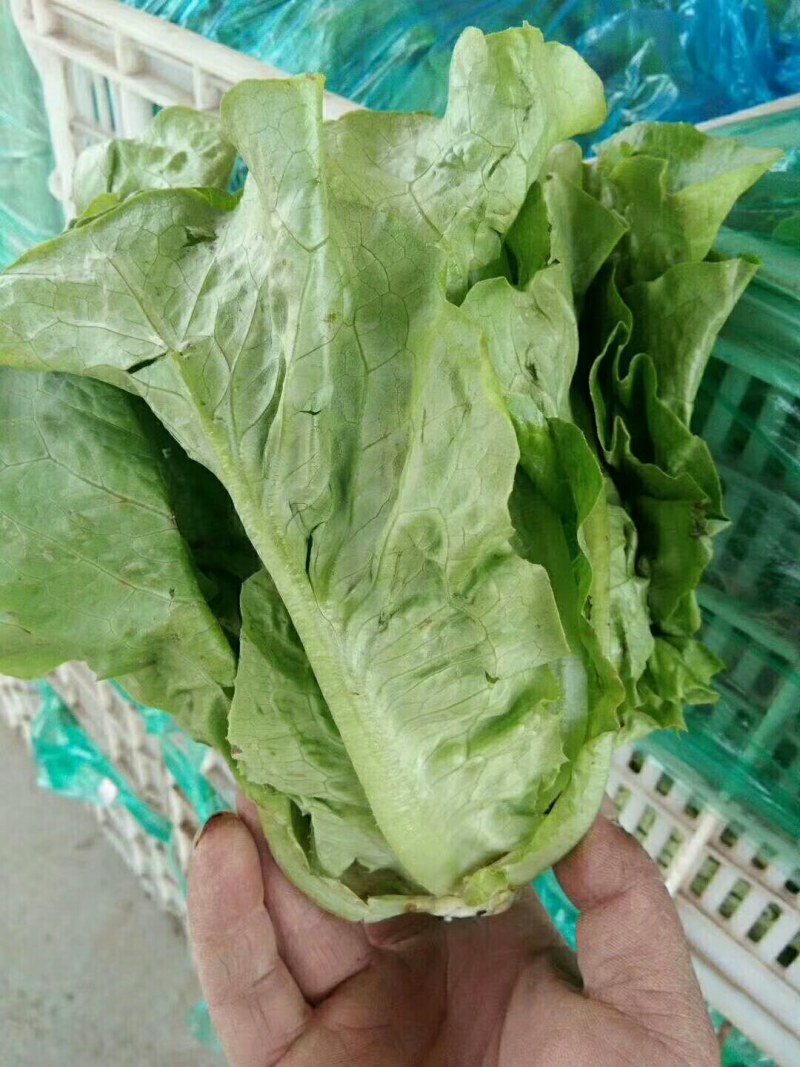 精品河南意大利生菜成色好无黄边基地批发质优价廉一手货源