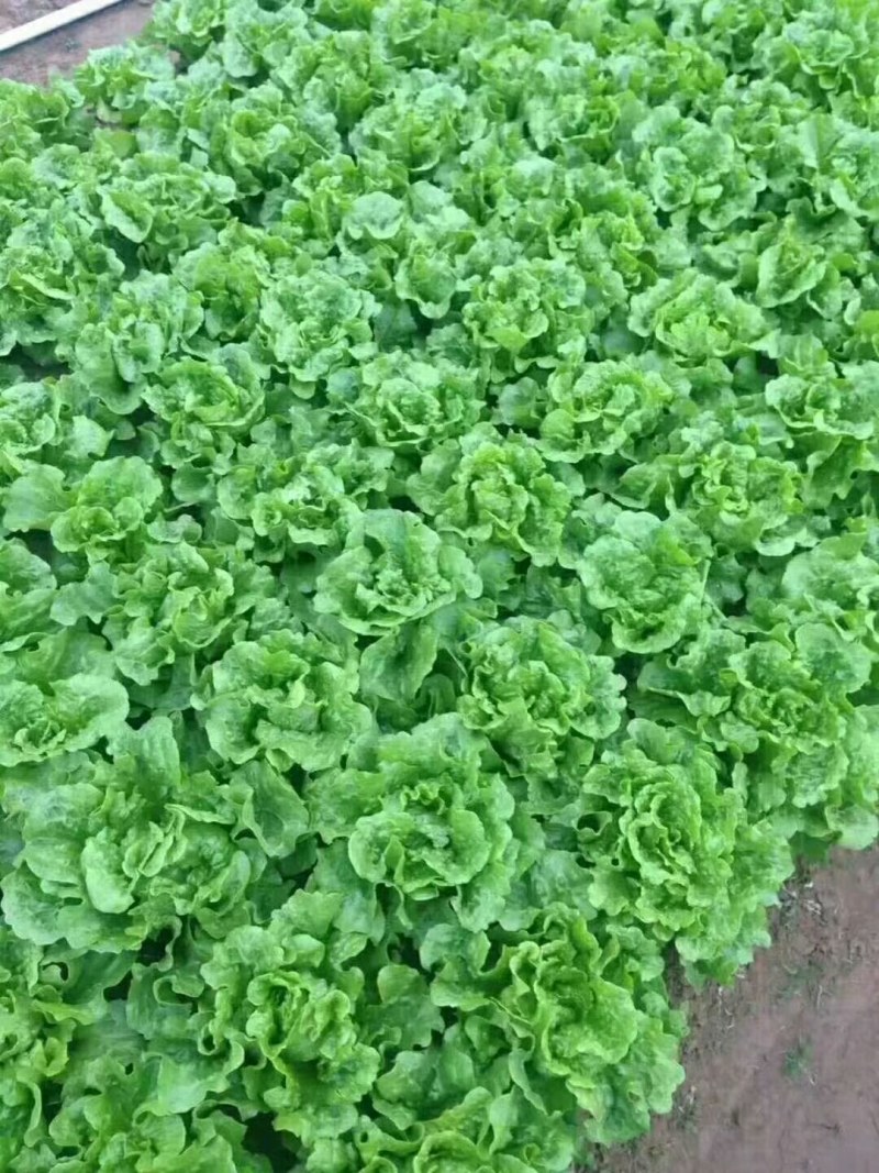 精品河南意大利生菜成色好无黄边基地批发质优价廉一手货源