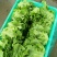 精品河南意大利生菜成色好无黄边基地批发质优价廉一手货源