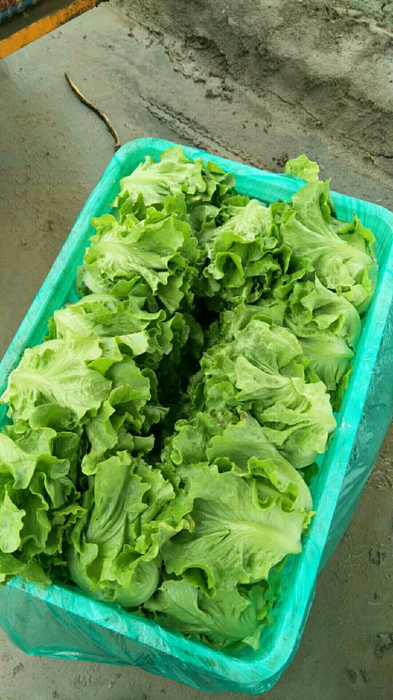 精品河南意大利生菜成色好无黄边基地批发质优价廉一手货源