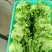 精品河南意大利生菜成色好无黄边基地批发质优价廉一手货源