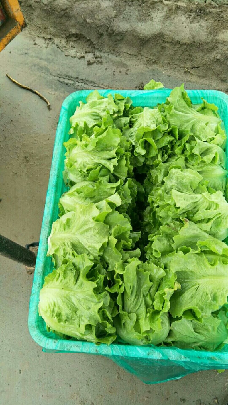 精品河南意大利生菜成色好无黄边基地批发质优价廉一手货源