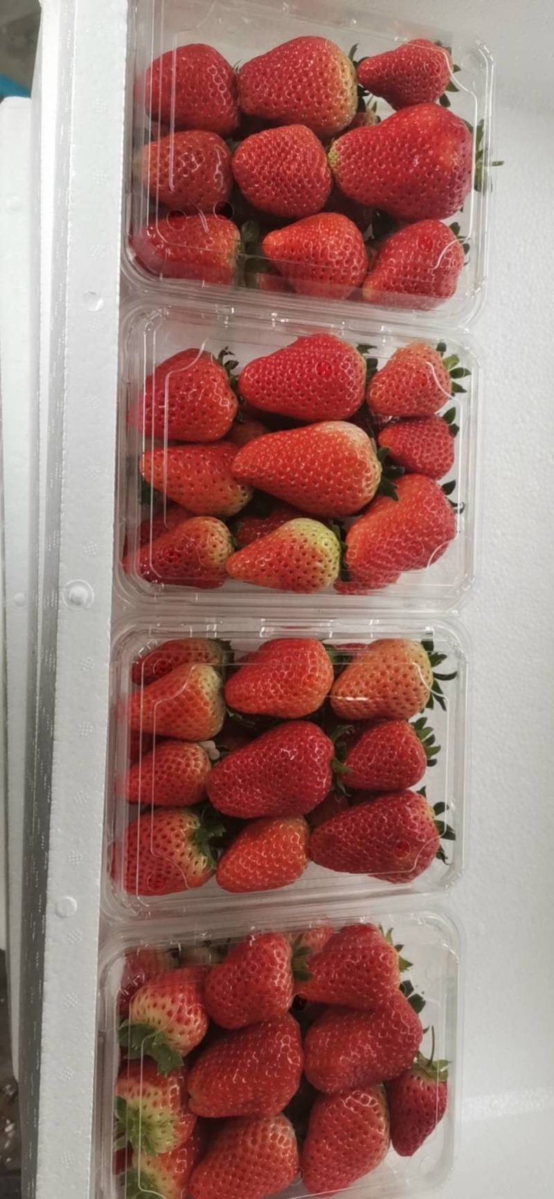 产地直发草莓鲜果品种有妙香、天仙醉15~30克中大果