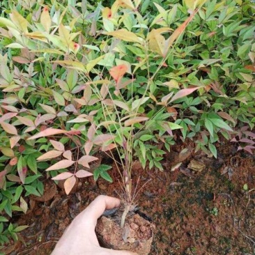 南天竹，满天星小杯苗，南天竹小苗，南天竹苗圃直销，
