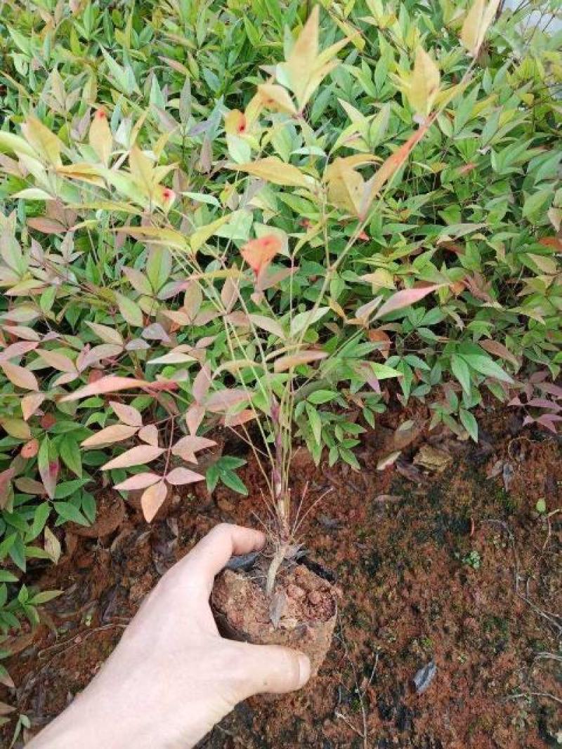 南天竹，满天星小杯苗，南天竹小苗，南天竹苗圃直销，