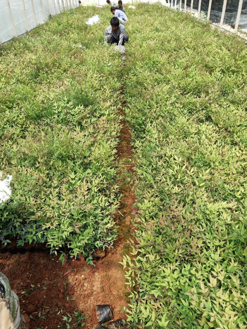 南天竹，满天星小杯苗，南天竹小苗，南天竹苗圃直销，