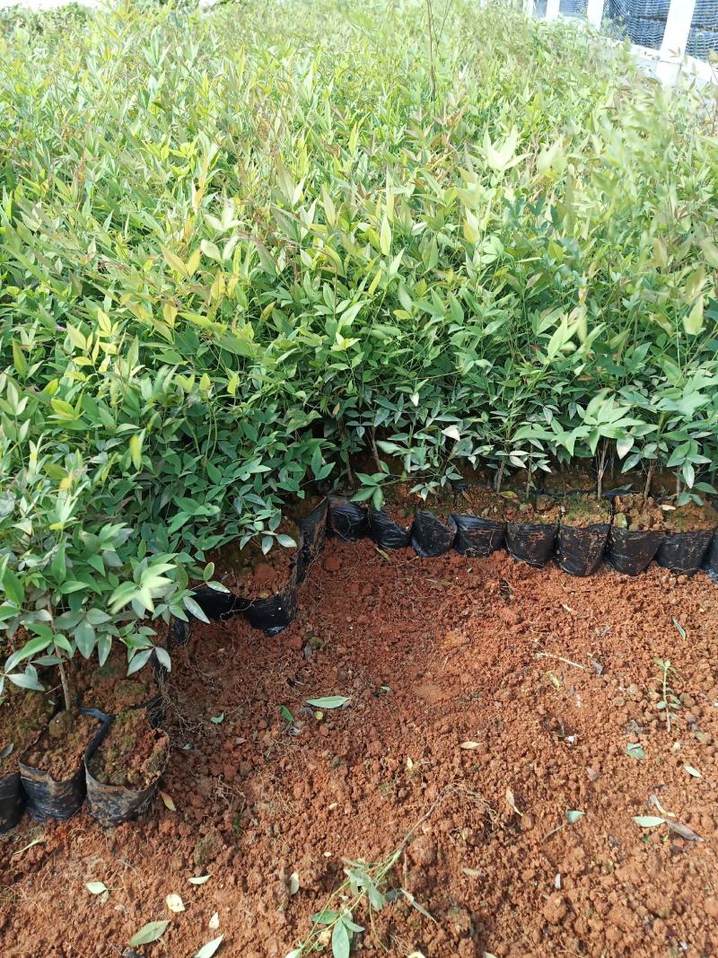 南天竹，满天星小杯苗，南天竹小苗，南天竹苗圃直销，