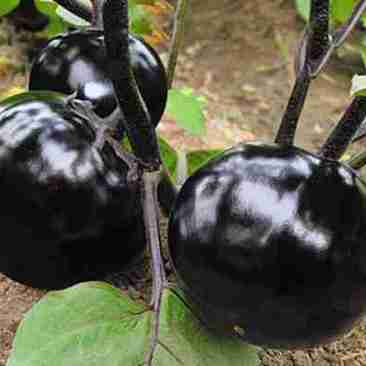 圆茄子苗，长茄子苗高产抗病适合全国各地种植