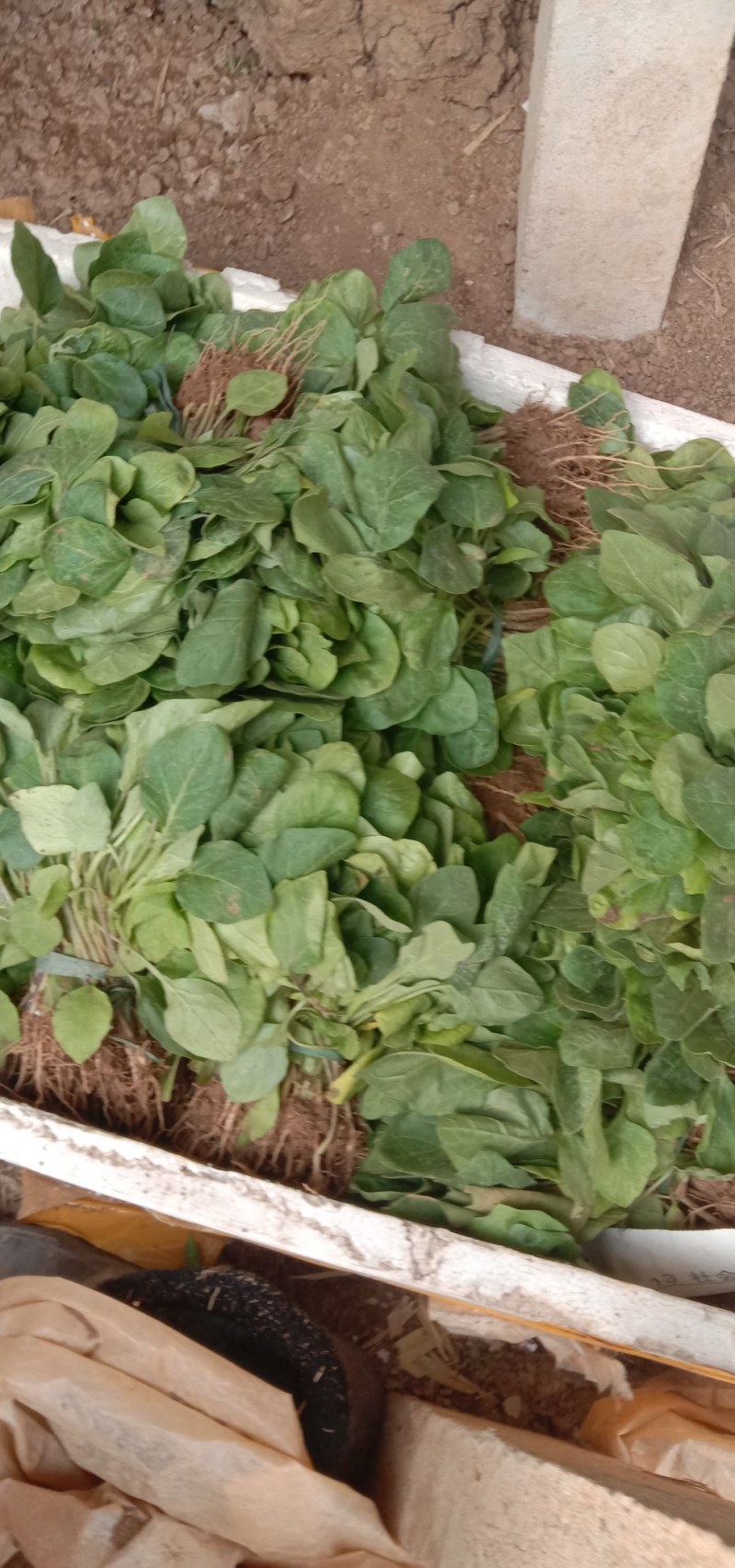 圆茄子苗，长茄子苗高产抗病适合全国各地种植