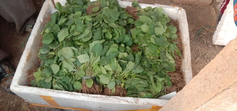 圆茄子苗，长茄子苗高产抗病适合全国各地种植