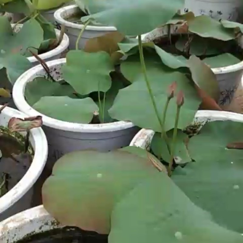 观赏荷花，睡莲种根，观赏莲种子