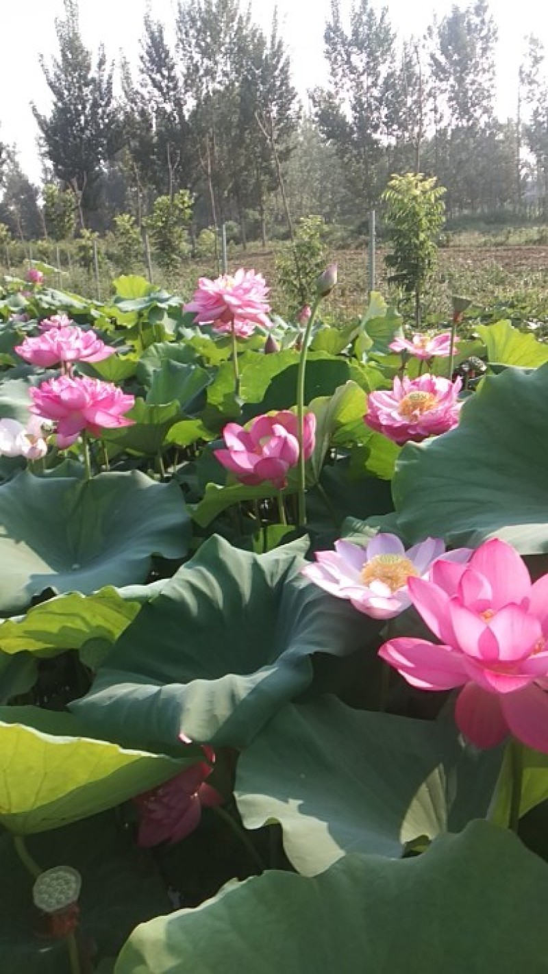 观赏荷花，睡莲种根，观赏莲种子