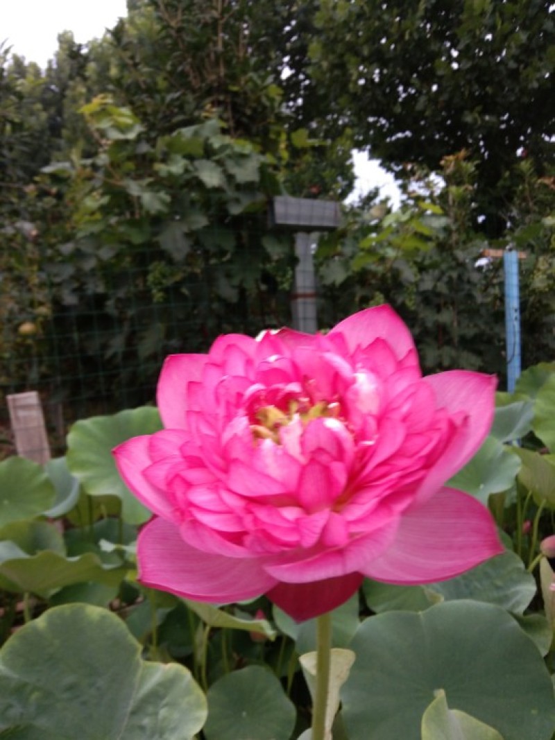 观赏荷花，睡莲种根，观赏莲种子