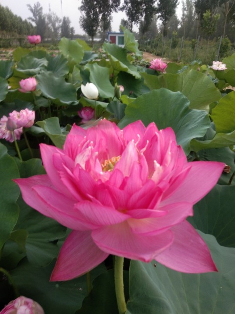 观赏荷花，睡莲种根，观赏莲种子