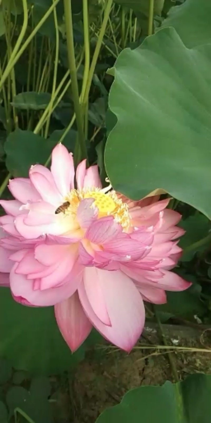 观赏荷花，睡莲种根，观赏莲种子