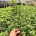 毛娟，杜鹃，毛杜鹃，毛娟小苗，杜鹃，苗圃直销