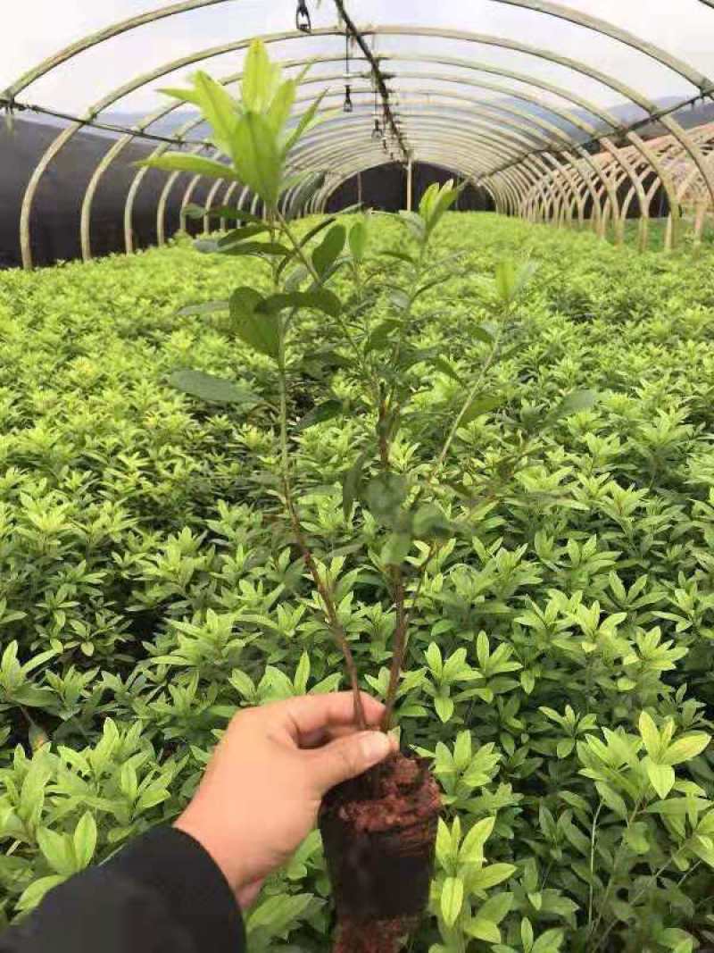 毛娟，杜鹃，毛杜鹃，毛娟小苗，杜鹃，苗圃直销