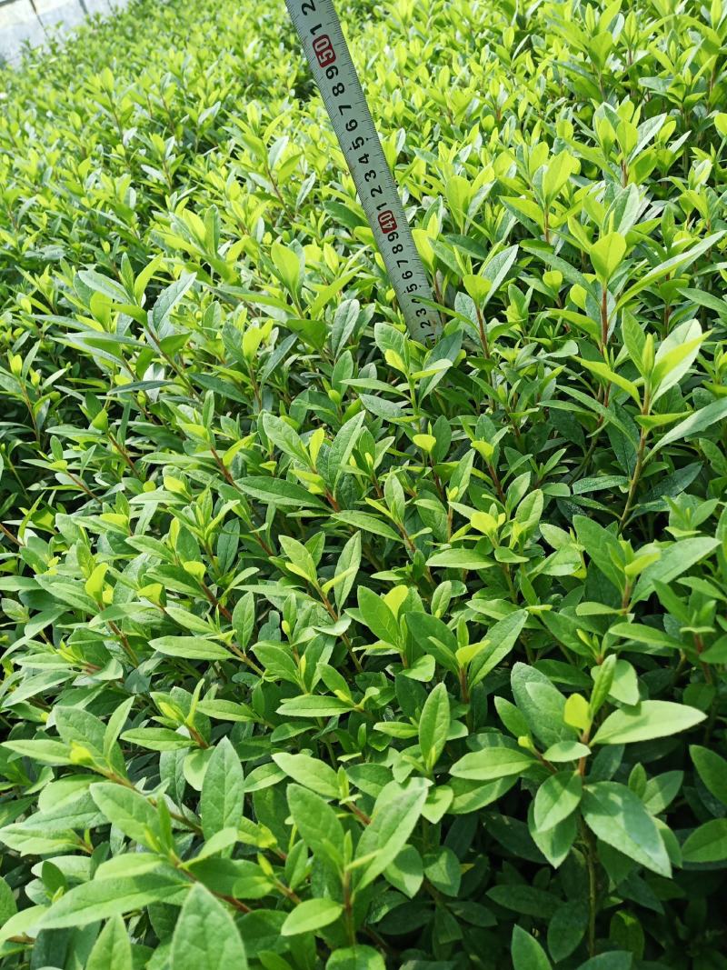 毛娟，杜鹃，毛杜鹃，毛娟小苗，杜鹃，苗圃直销