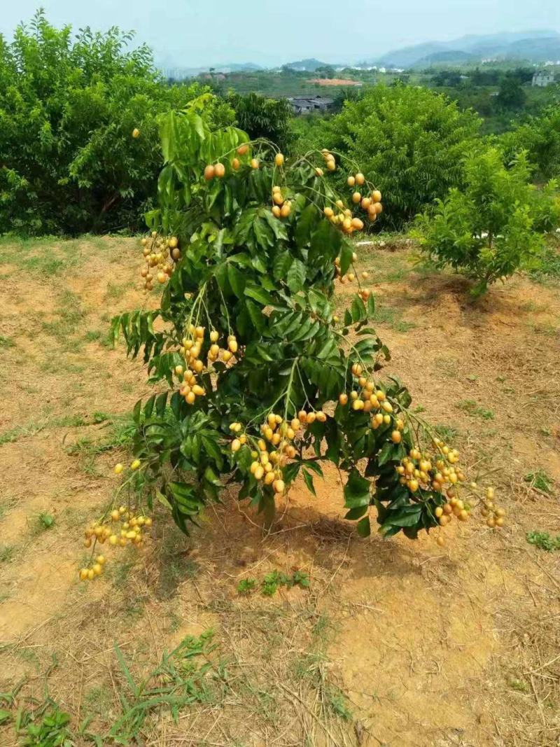 鸡心黄皮黑黄皮甜黄皮贵妃黄皮无核黄皮嫁接苗果苗基地