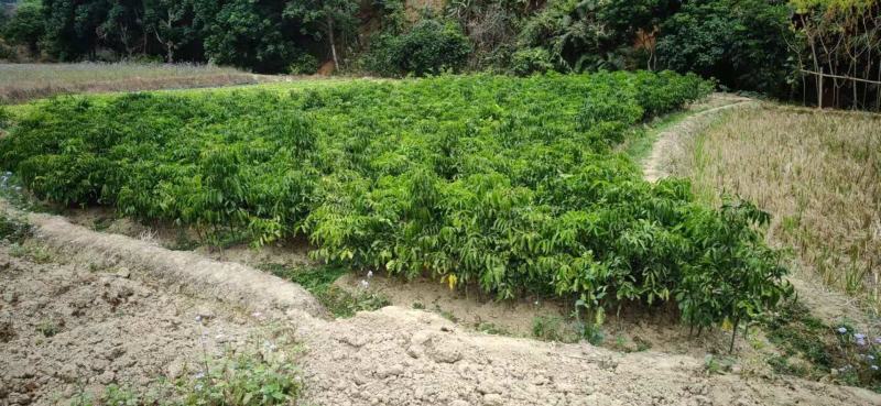 鸡心黄皮黑黄皮甜黄皮贵妃黄皮无核黄皮嫁接苗果苗基地