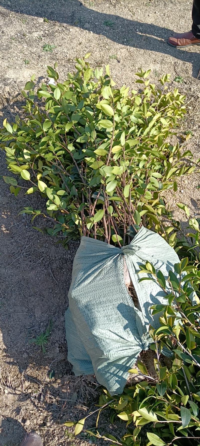 油茶苗，质量保证，全国发货，优质湘林210三年生小杯苗
