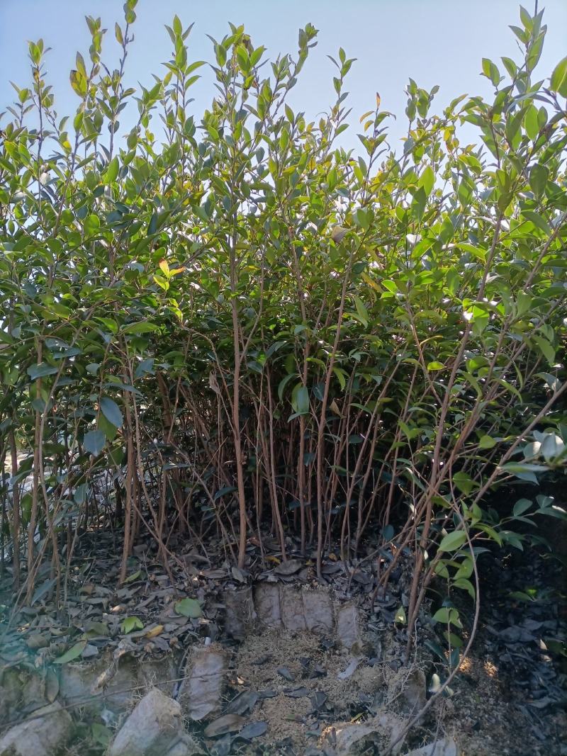 油茶苗，质量保证，全国发货，优质湘林210三年生小杯苗