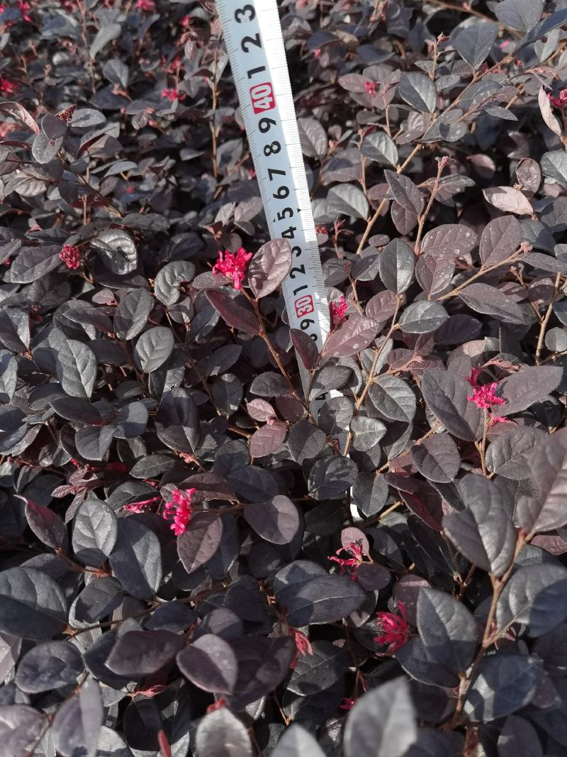 红花继木，云南红花继木，红花继木小杯苗，红花继木苗圃直销