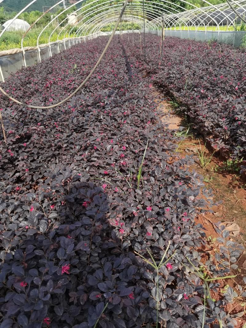 红花继木，云南红花继木，红花继木小杯苗，红花继木苗圃直销