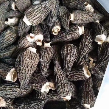 羊肚菌四川产地直发干品包邮发货量大从优