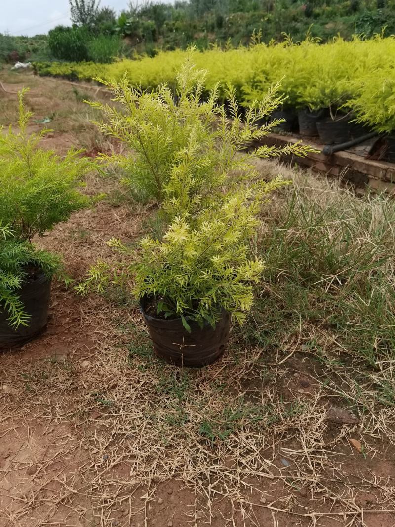 黄金香柳，千层金，千层金苗圃直销，黄金香柳苗圃直销