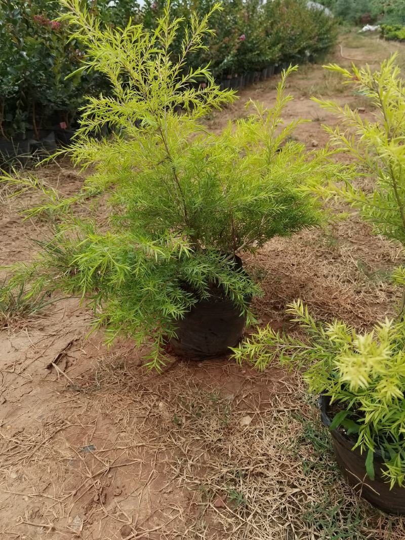 黄金香柳，千层金，千层金苗圃直销，黄金香柳苗圃直销
