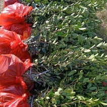 【精选】优质湘林长林系列、三华系列油茶苗大量上市欢迎选购