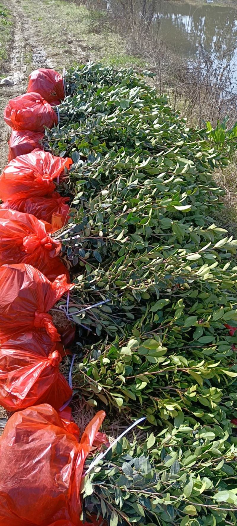 【精选】优质湘林长林系列、三华系列油茶苗大量上市欢迎选购