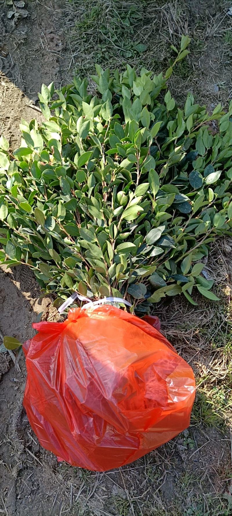 【精选】优质湘林长林系列、三华系列油茶苗大量上市欢迎选购