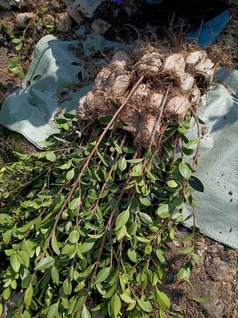 【精选】优质湘林长林系列、三华系列油茶苗大量上市欢迎选购
